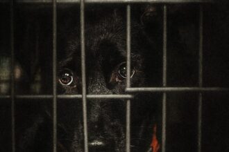 cazul kimba si costul violentei cum sunt gestionati cainii din romania in pragul unei luni critice 6943d5f23f076