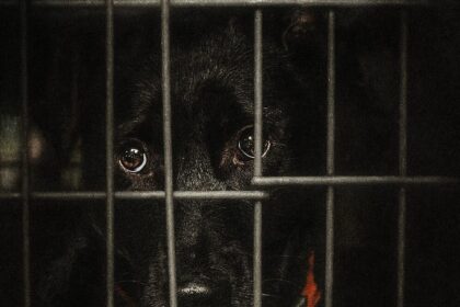 cazul kimba si costul violentei cum sunt gestionati cainii din romania in pragul unei luni critice 6943d5f23f076