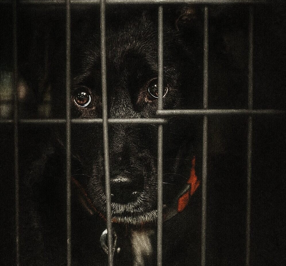 cazul kimba si costul violentei cum sunt gestionati cainii din romania in pragul unei luni critice 6943d5f23f076