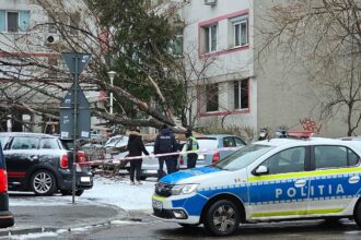 copac cazut in ziua de ajun intr o parcare de pe bd dinicu golescu o masina a fost avariata 694d3474dcc56