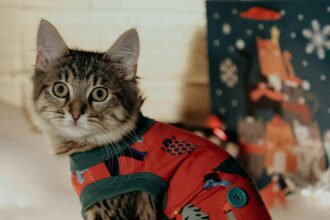 go wild go ugly avem in bucuresti batalia puloverelor de craciun cele care dilata renul pe burta dupa ce mananci o oala de sarmale la jungle cafe pe 19 6935a53c352c2