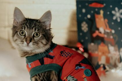 go wild go ugly avem in bucuresti batalia puloverelor de craciun cele care dilata renul pe burta dupa ce mananci o oala de sarmale la jungle cafe pe 19 6935a53c352c2