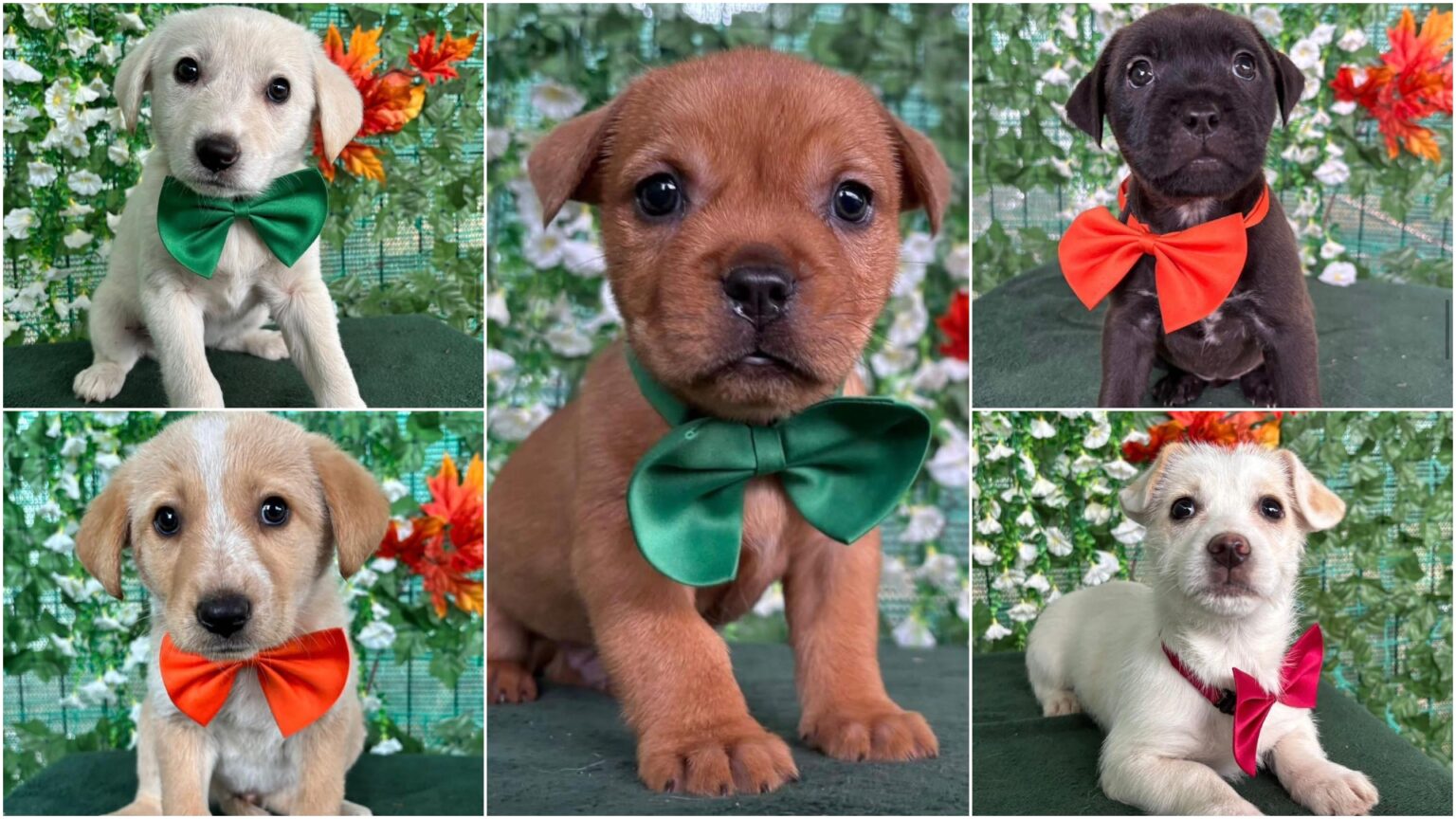 mini scooby doo si alti 4 ham fantastici asteapta sa fie adoptati la paw luck christmas party f09f9095 aspa bucuresti evenimentul are loc maine la energiea 6937fd1b28ad0