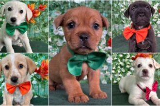 mini scooby doo si alti 4 ham fantastici asteapta sa fie adoptati la paw luck christmas party f09f9095 aspa bucuresti evenimentul are loc maine la energiea 6937fd1b28ad0