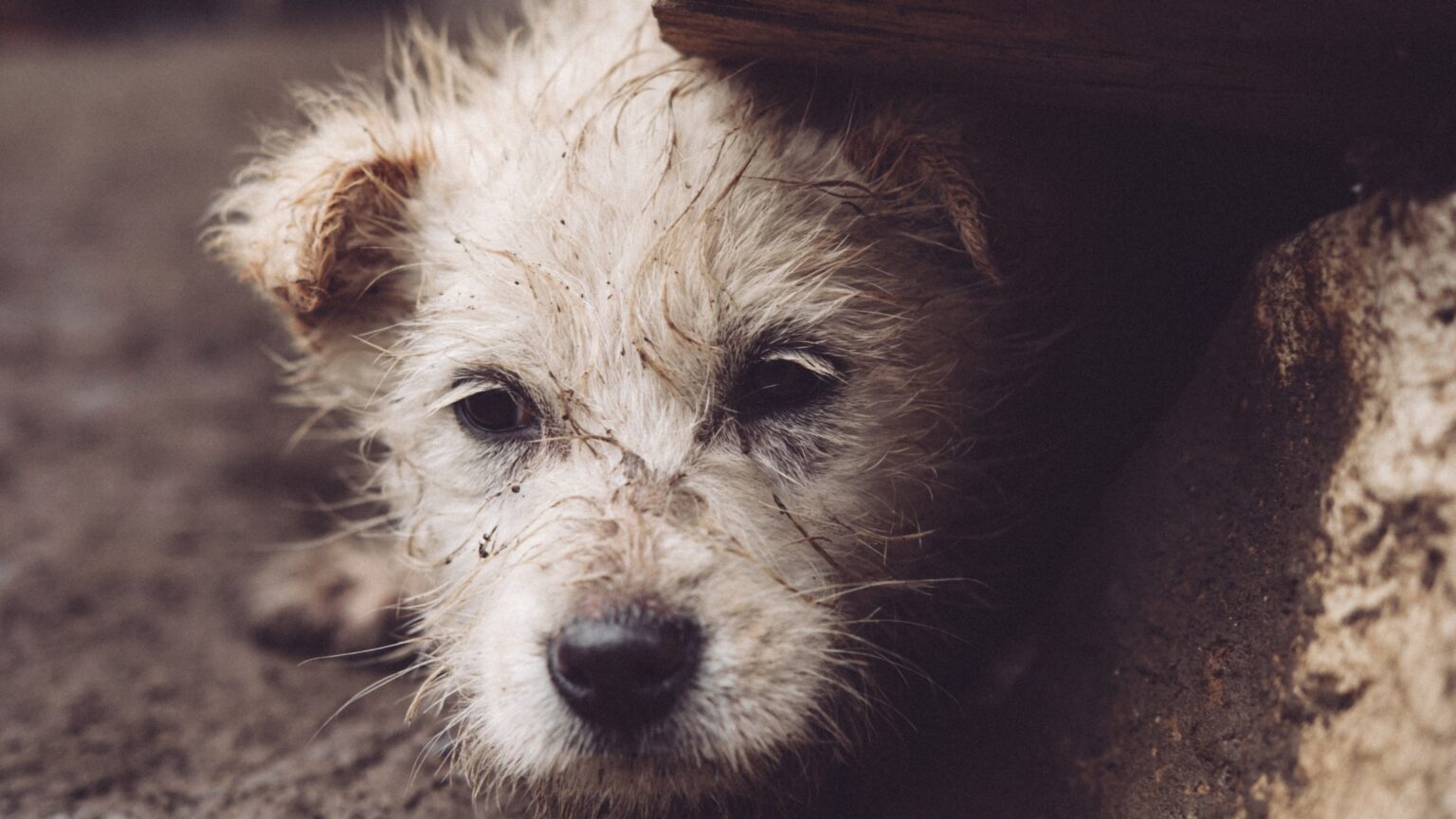 petardele si artificiile sunt extrem de periculoase pentru caini si pisici cat de lunga este lista afectiunilor provocate 6952a49b681fd