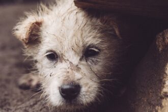 petardele si artificiile sunt extrem de periculoase pentru caini si pisici cat de lunga este lista afectiunilor provocate 6952a49b681fd