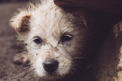 petardele si artificiile sunt extrem de periculoase pentru caini si pisici cat de lunga este lista afectiunilor provocate 6952a49b681fd