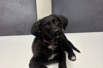 politia capitalei condamnare cu executare pentru cruzime asupra unui caine in sectorul 5 694a4f0cebc4c