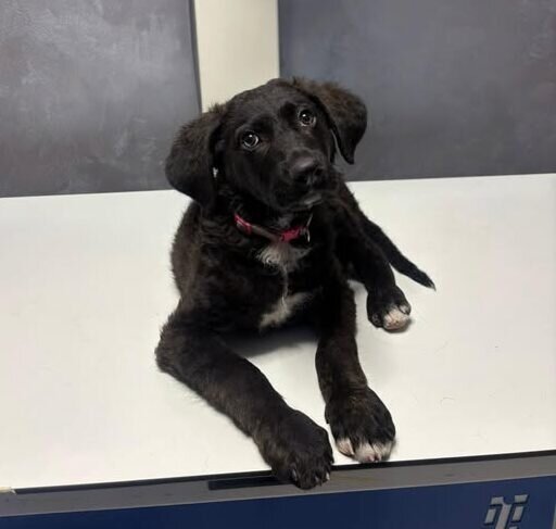 politia capitalei condamnare cu executare pentru cruzime asupra unui caine in sectorul 5 694a4f0cebc4c