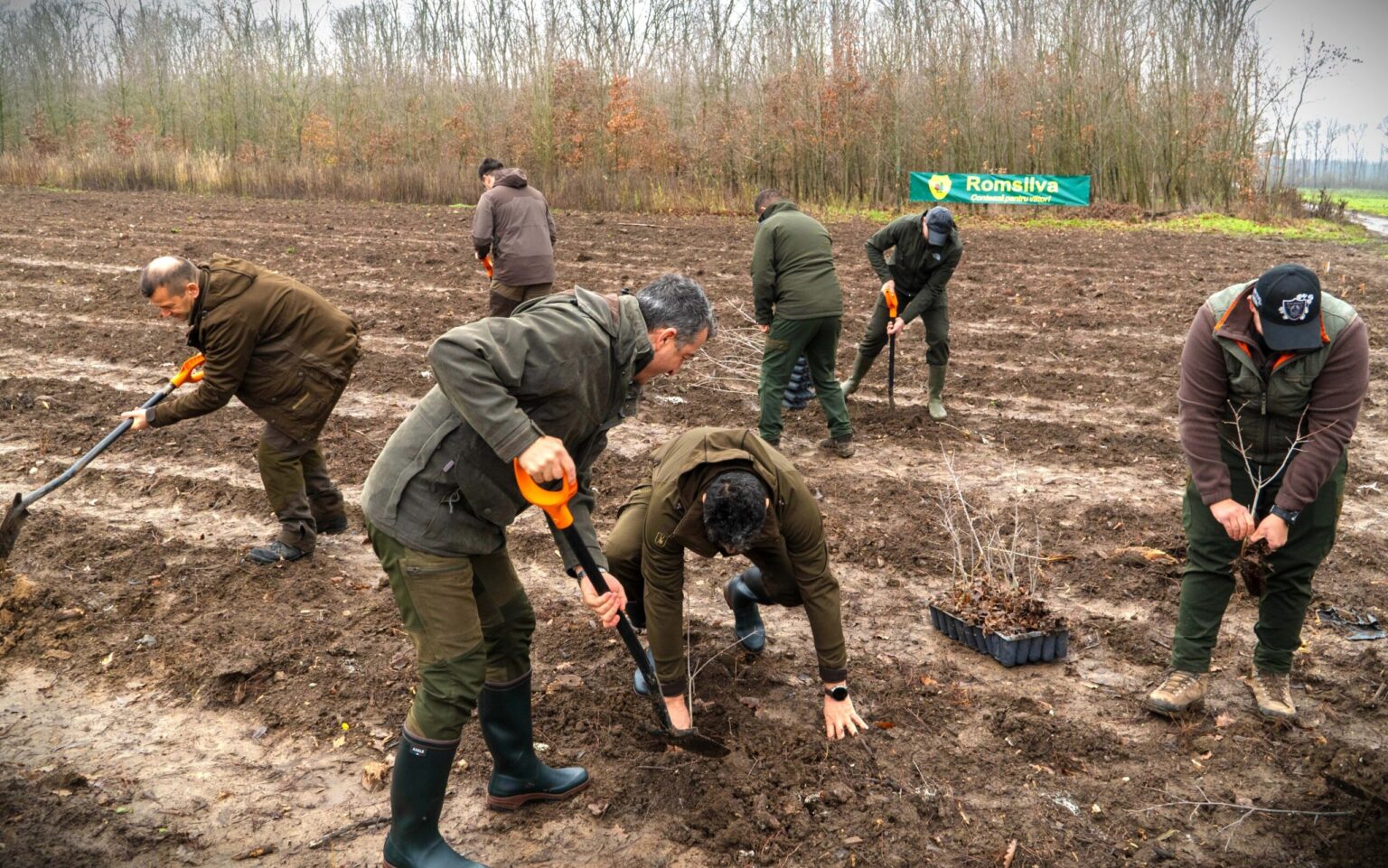 romsilva va planta aproximativ 28 milioane de puieti forestieri in campania de impaduriri de toamna 693944623ae64