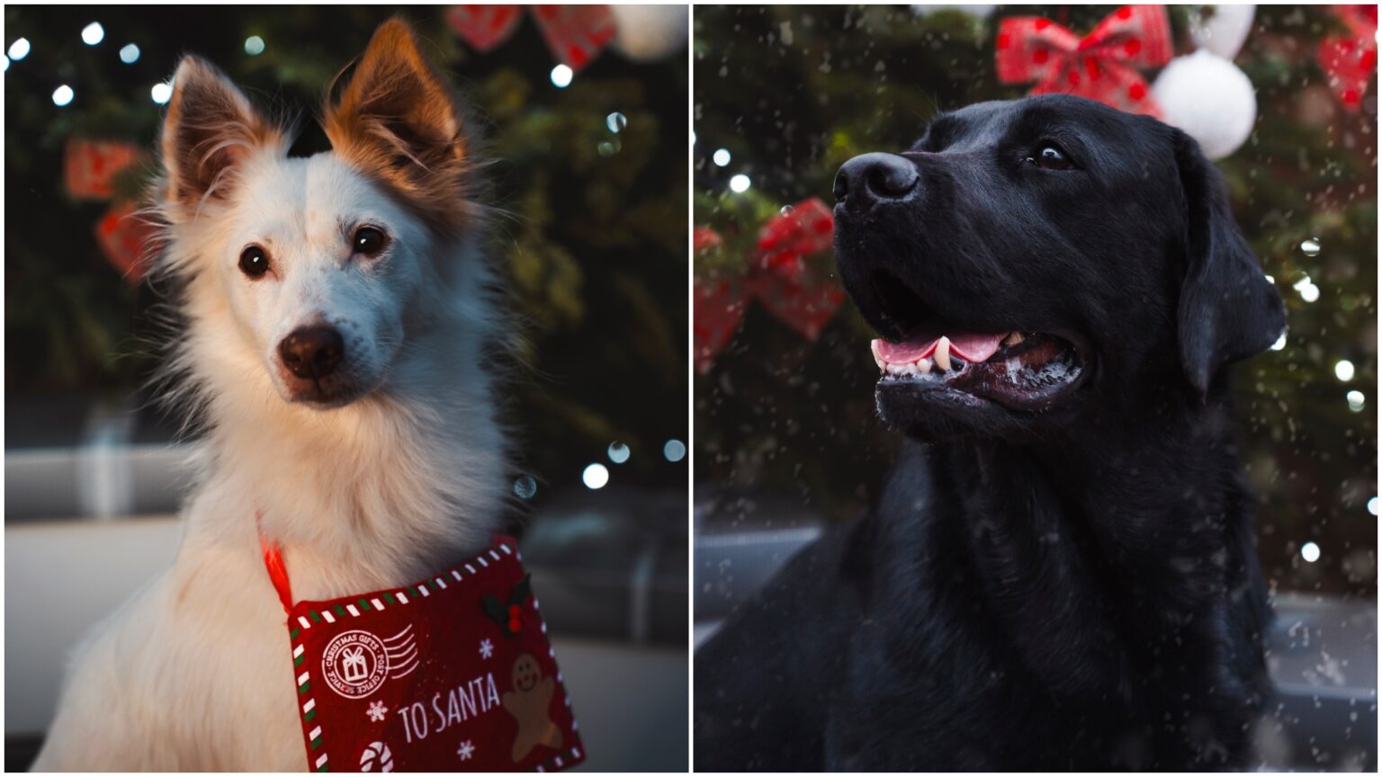 santa paws targul de craciun pentru catei de langa bucuresti aici spiridusii fac aport bucatarii coc dogzonac iar barista ii asteapta pe blanosi cu gingerpaws latte 692fed51b0d8f