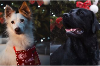 santa paws targul de craciun pentru catei de langa bucuresti aici spiridusii fac aport bucatarii coc dogzonac iar barista ii asteapta pe blanosi cu gingerpaws latte 692fed51b0d8f