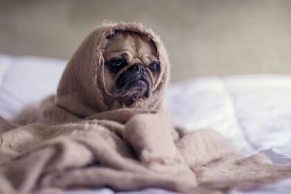 termo alert peste 1 196 de blocuri din bucuresti fara apa calda si caldura gata cu miracolul apa calda in campania pmb f09fa5b6 termoenergetica anunta noi santiere 6936a0ca21e4b