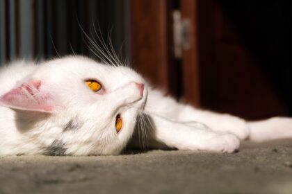 un barbat din sectorul 2 si a aruncat pisica de la etaj fiind grav ranita el e acum sub control judiciar pentru ranirea cu intentie a animalelor 693847a3282fd