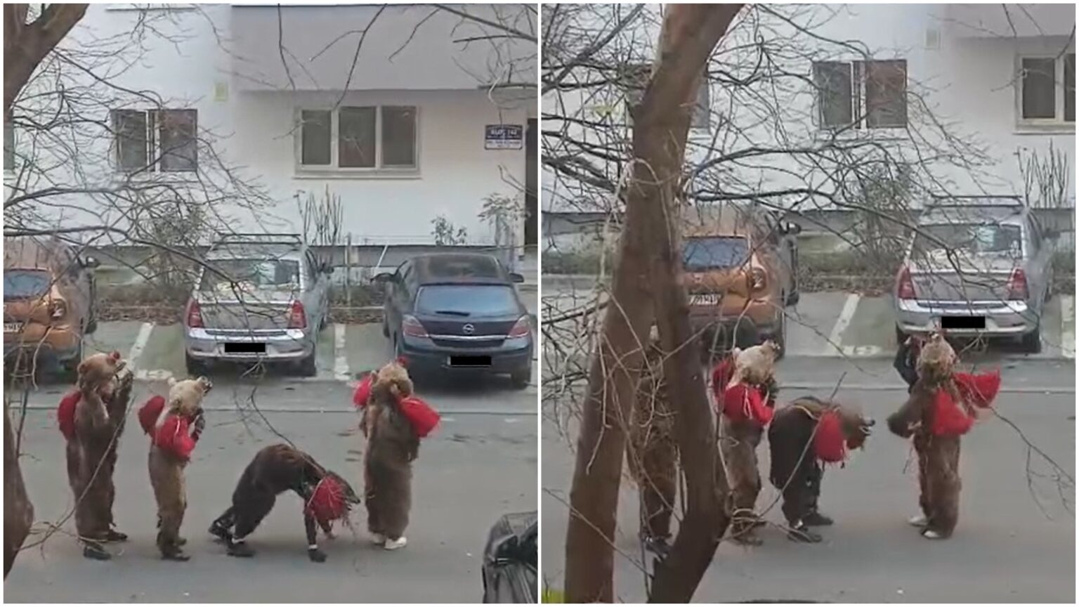 video ursii urbani colindatori au reaparut pe strazile din bucuresti f09f90bb dans costume si cantece care aduc noroc sau nervi inainte de sarbatori 6945399dd65c8