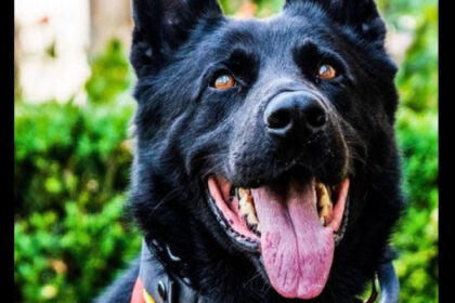 a murit cainele politist suier ciobanescul german era trimis la festivaluri pentru a ajuta la detectarea substantelor interzise 6958adde59185