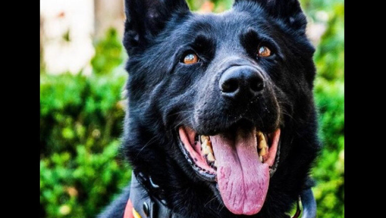 a murit cainele politist suier ciobanescul german era trimis la festivaluri pentru a ajuta la detectarea substantelor interzise 6958adde59185