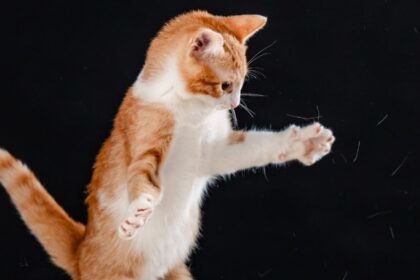 asociatia sache vet lanseaza o campanie de sterilizari in bucuresti sustinuta exclusiv prin formularele 230 6968e4478d008