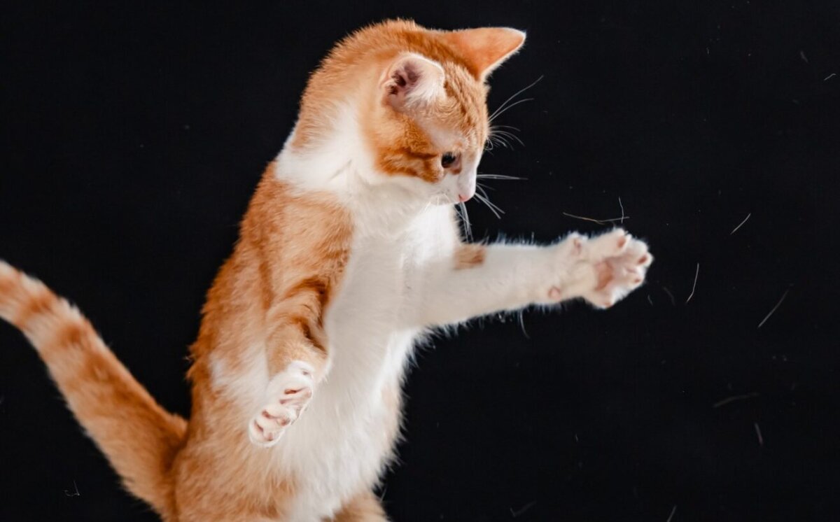 asociatia sache vet lanseaza o campanie de sterilizari in bucuresti sustinuta exclusiv prin formularele 230 6968e4478d008