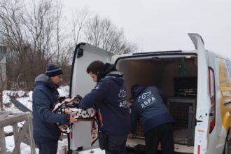 aspa 76 de caini ridicati intr o saptamana 40 dintre ei pui opt caini au fost capturati cu ajutorul unui tarc capcana 6979e5d3eb6bb