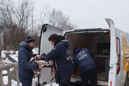 aspa 76 de caini ridicati intr o saptamana 40 dintre ei pui opt caini au fost capturati cu ajutorul unui tarc capcana 6979e5d3eb6bb