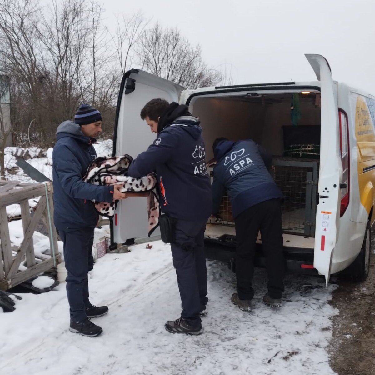 aspa 76 de caini ridicati intr o saptamana 40 dintre ei pui opt caini au fost capturati cu ajutorul unui tarc capcana 6979e5d3eb6bb