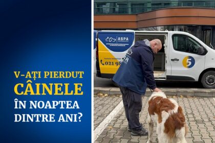aspa bucuresti ce trebuie sa faceti daca v ati pierdut cainele in noaptea dintre ani 6957e64162157
