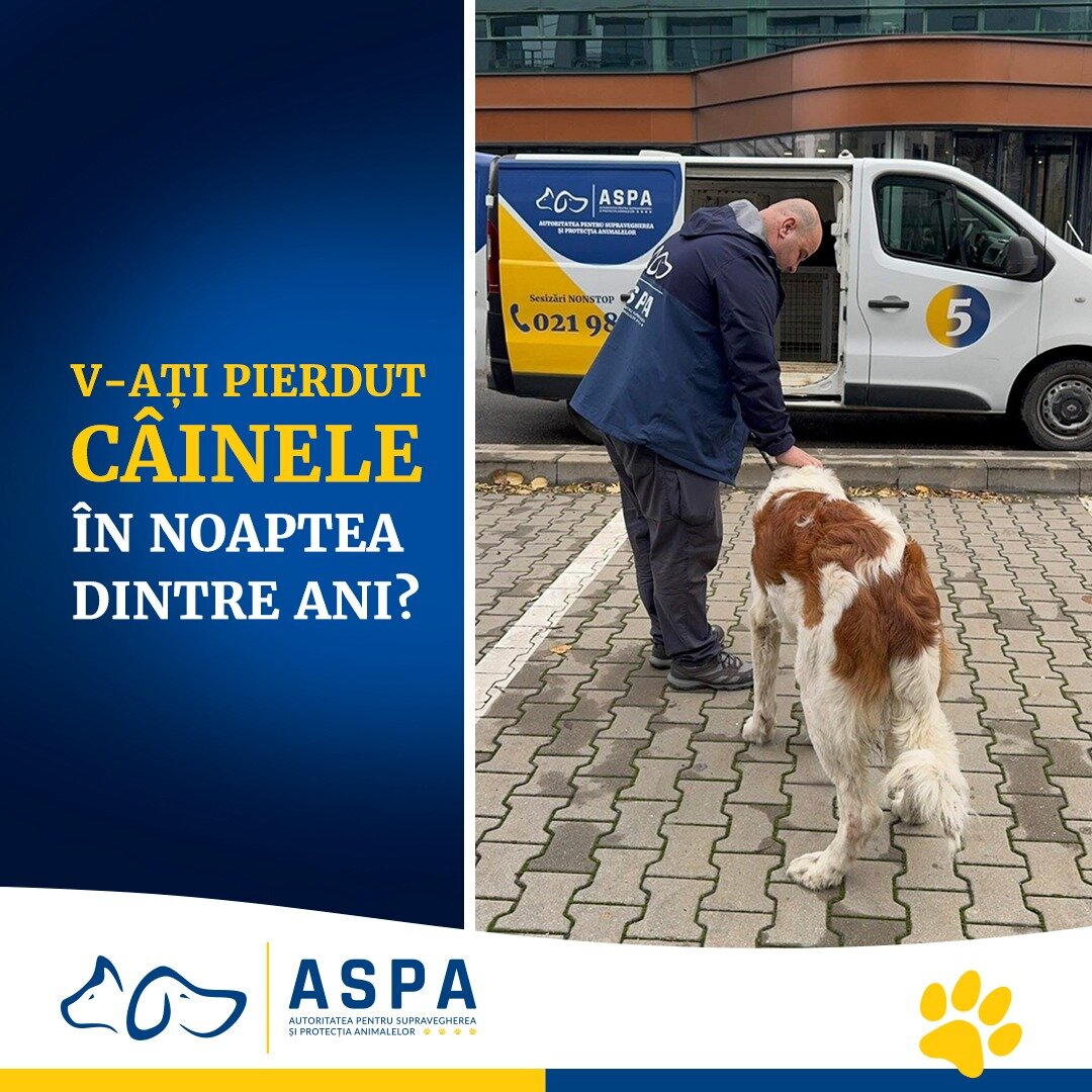 aspa bucuresti ce trebuie sa faceti daca v ati pierdut cainele in noaptea dintre ani 6957e64162157
