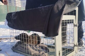 aspa bucuresti cinci caini inclusiv o femela cu pui ridicati din sectorul 4 peste 100 de caini capturati de la inceputul anului 6970c6565eaf6