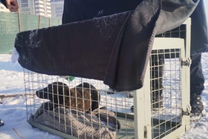 aspa bucuresti cinci caini inclusiv o femela cu pui ridicati din sectorul 4 peste 100 de caini capturati de la inceputul anului 6970c6565eaf6