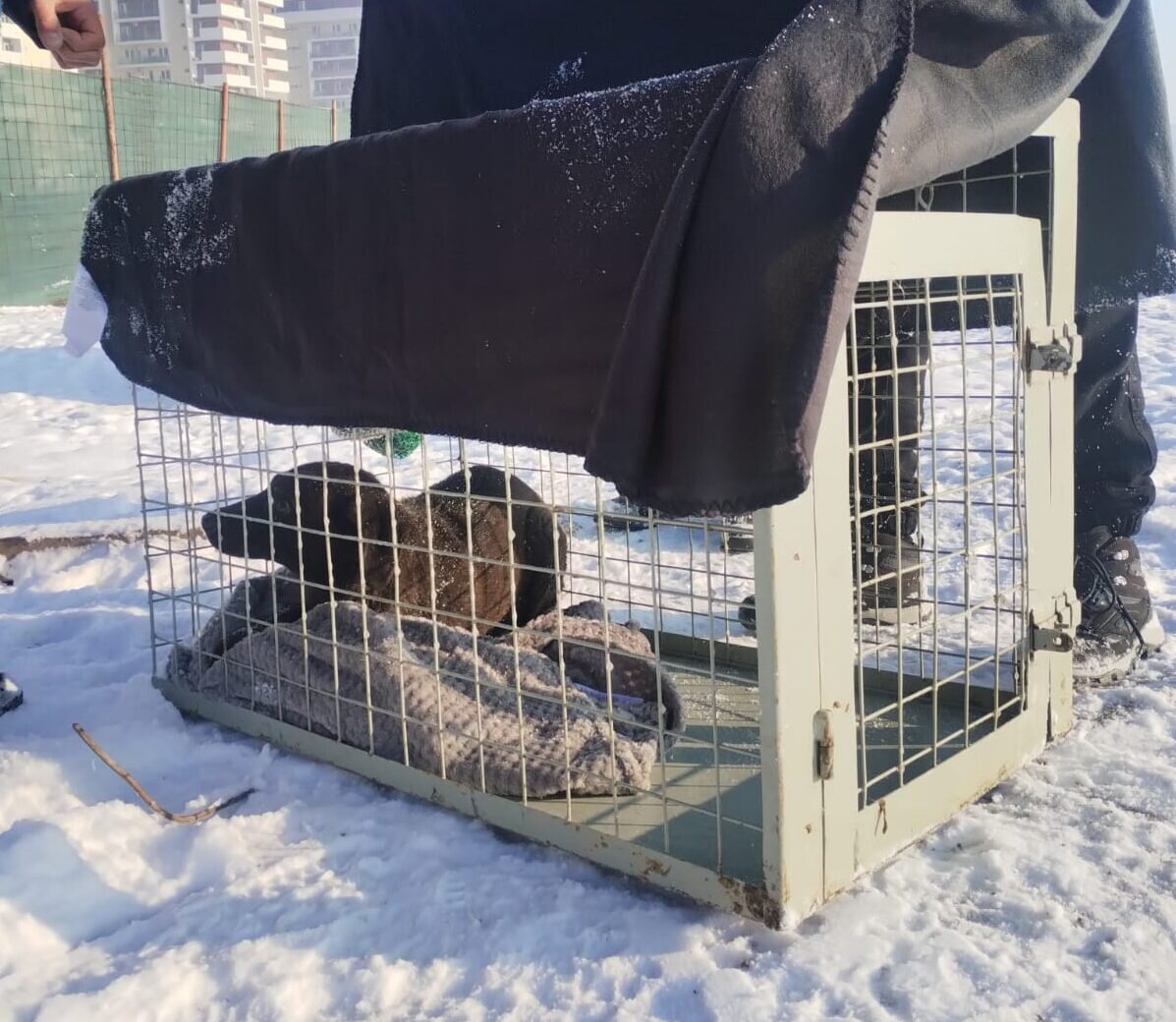 aspa bucuresti cinci caini inclusiv o femela cu pui ridicati din sectorul 4 peste 100 de caini capturati de la inceputul anului 6970c6565eaf6