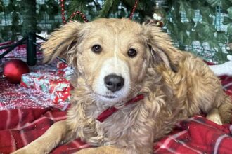 aspa bucuresti revine la programul normal de lucru cu publicul in adaposturi din 8 ianuarie 695e44653d59f