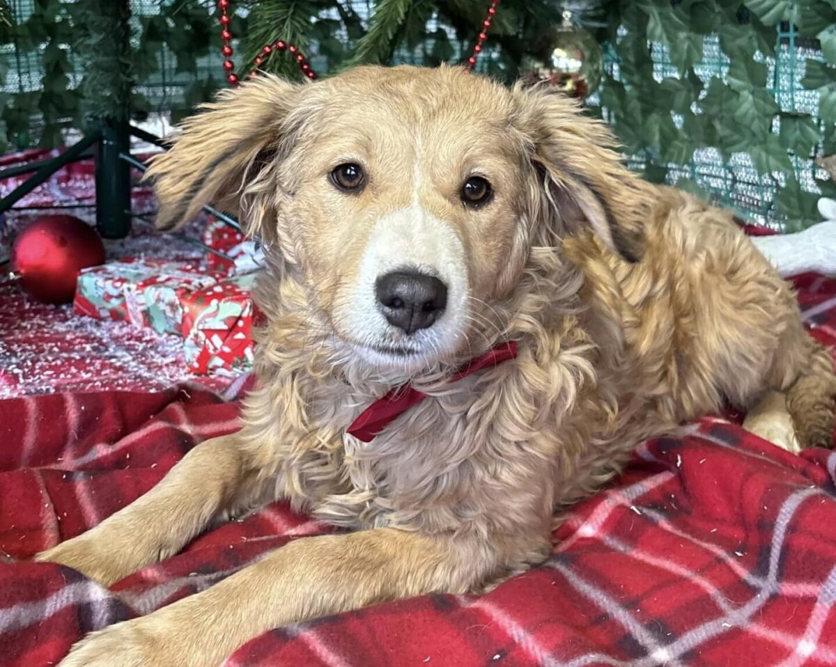 aspa bucuresti revine la programul normal de lucru cu publicul in adaposturi din 8 ianuarie 695e44653d59f