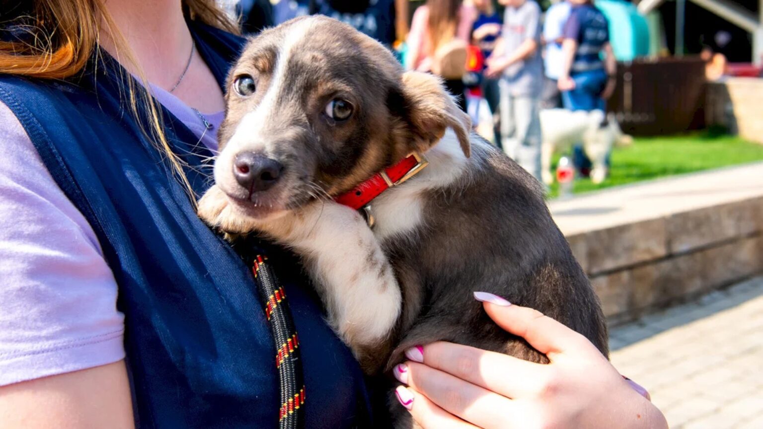 aspa revine la programul normal de maine adaposturile de caini din bragadiru si mihailesti vor fi deschise pentru iubitorii de animale cand incep targurile de adoptii 695e9e460966f