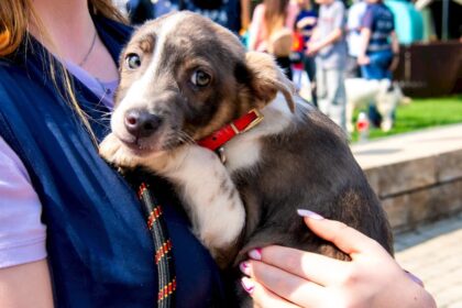 aspa revine la programul normal de maine adaposturile de caini din bragadiru si mihailesti vor fi deschise pentru iubitorii de animale cand incep targurile de adoptii 695e9e460966f