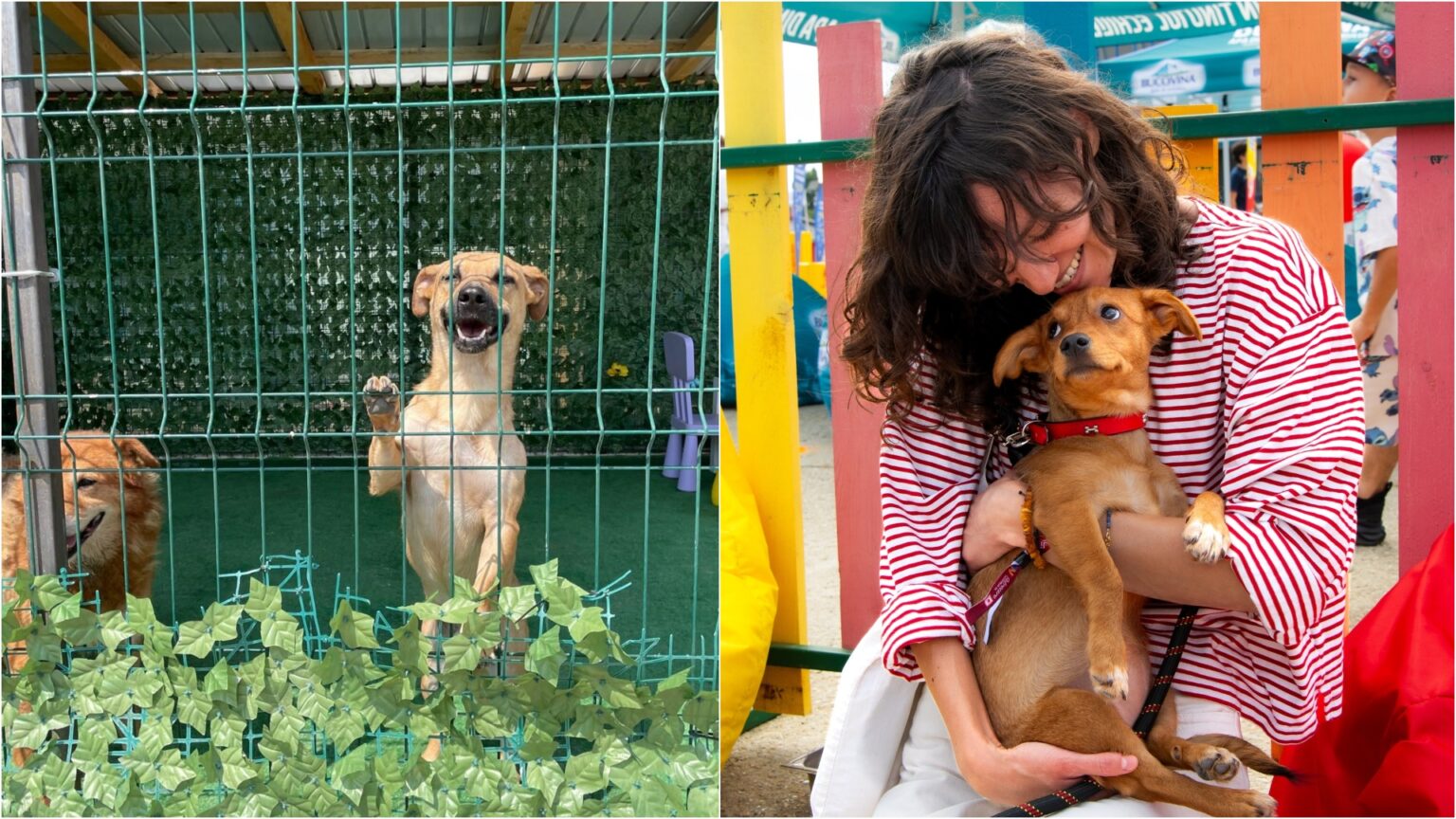 bucurestenii se pot inscrie in programul foster pentru adoptie aspa unde vor lua un catel acasa temporar f09f9095 care este procedura 695bed4a0308c