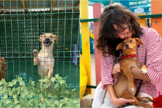 bucurestenii se pot inscrie in programul foster pentru adoptie aspa unde vor lua un catel acasa temporar f09f9095 care este procedura 695bed4a0308c