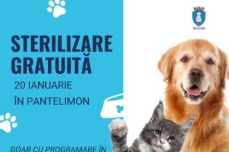 campanie gratuita de sterilizare si microcipare pentru caini si pisici de rasa comuna in pantelimon 696a8de891e0d
