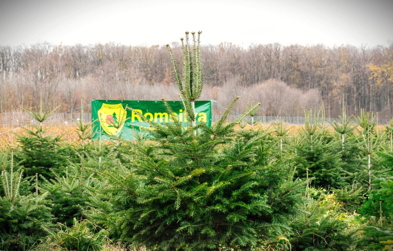 consiliul de administratie romsilva a lansat procedura de selectie pentru functia de director general 69692e384fd40