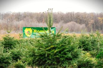 consiliul de administratie romsilva a lansat procedura de selectie pentru functia de director general 69692e384fd40