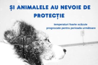 dsu protejati animalele in perioadele de ger extrem evitati sa lasati animalele legate sau imobilizate in conditii de ger 696641ae818c5
