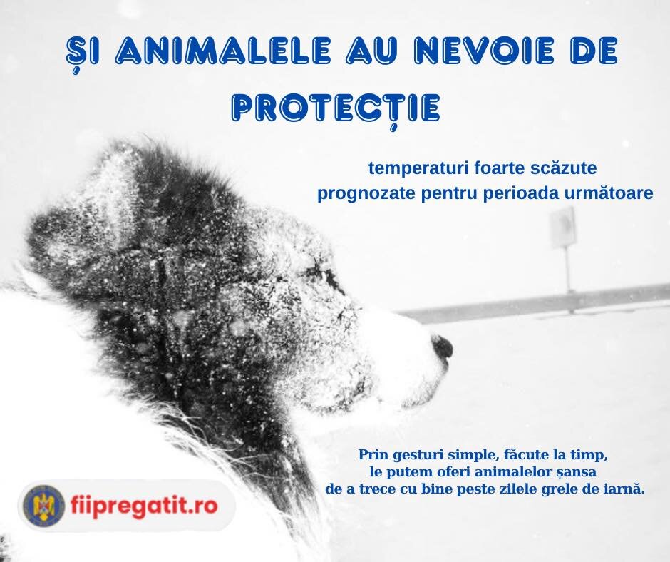 dsu protejati animalele in perioadele de ger extrem evitati sa lasati animalele legate sau imobilizate in conditii de ger 696641ae818c5