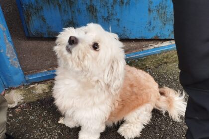 eforturi suplimentare in adaposturile aspa pe timp de iarna apel la sprijin din partea iubitorilor de animale 696e90cc3a11e