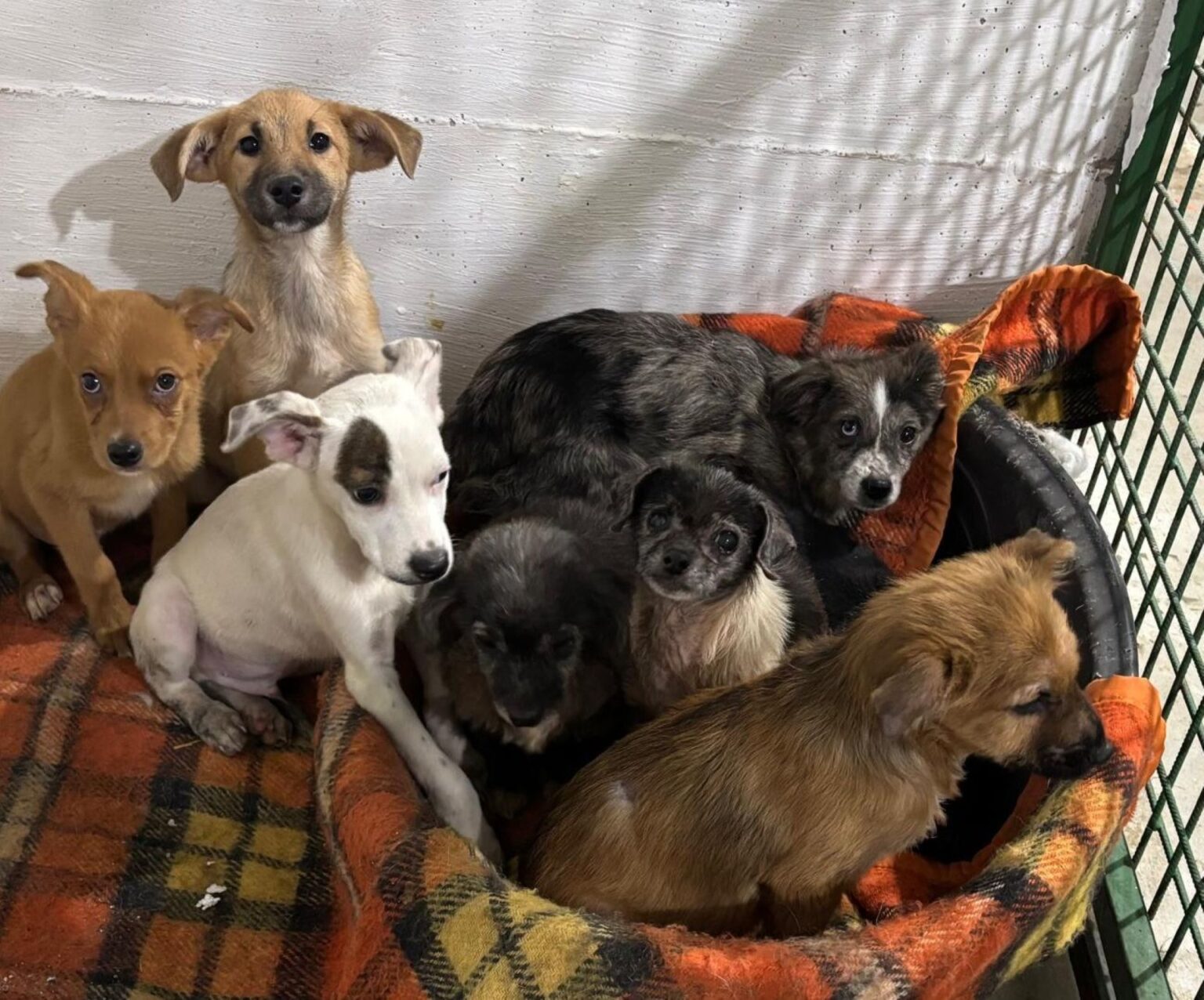 foto 12 caini abandonati in curtea unui bloc din bucuresti au fost preluati de aspa stapana lor i a luat inapoi pe toti si risca amenda pentru abandon 6967ae4f1744d