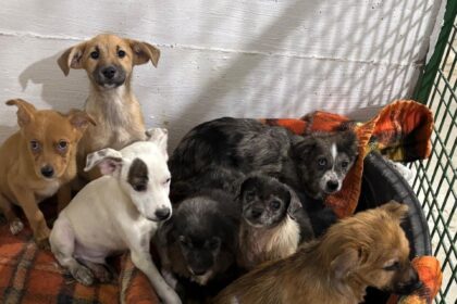 foto 12 caini abandonati in curtea unui bloc din bucuresti au fost preluati de aspa stapana lor i a luat inapoi pe toti si risca amenda pentru abandon 6967ae4f1744d