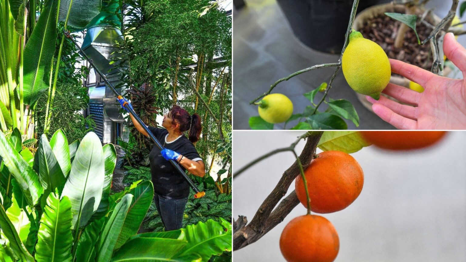 foto f09f8cba locul din bucuresti unde iarna e ca vara serele exotice din parcul drumul taberei care este programul de vizitare 695a800412fff