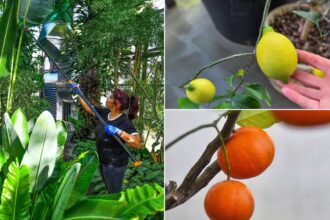 foto f09f8cba locul din bucuresti unde iarna e ca vara serele exotice din parcul drumul taberei care este programul de vizitare 695a800412fff