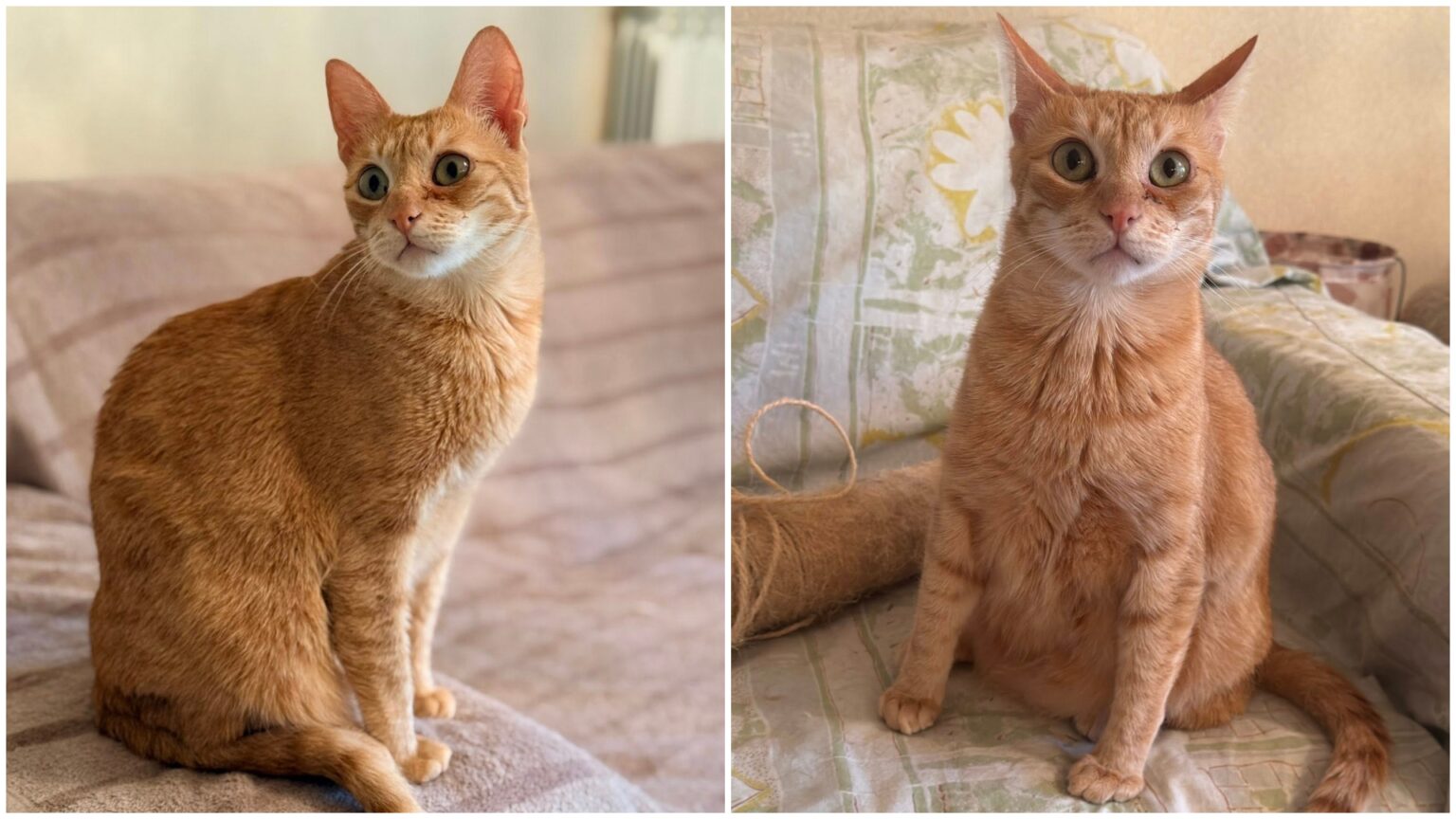 foto pisoiul fabio cauta o familie iubitoare in bucuresti sau imprejurimi este jucaus si extrem de iubitor 696b79fc47297