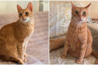 foto pisoiul fabio cauta o familie iubitoare in bucuresti sau imprejurimi este jucaus si extrem de iubitor 696b79fc47297