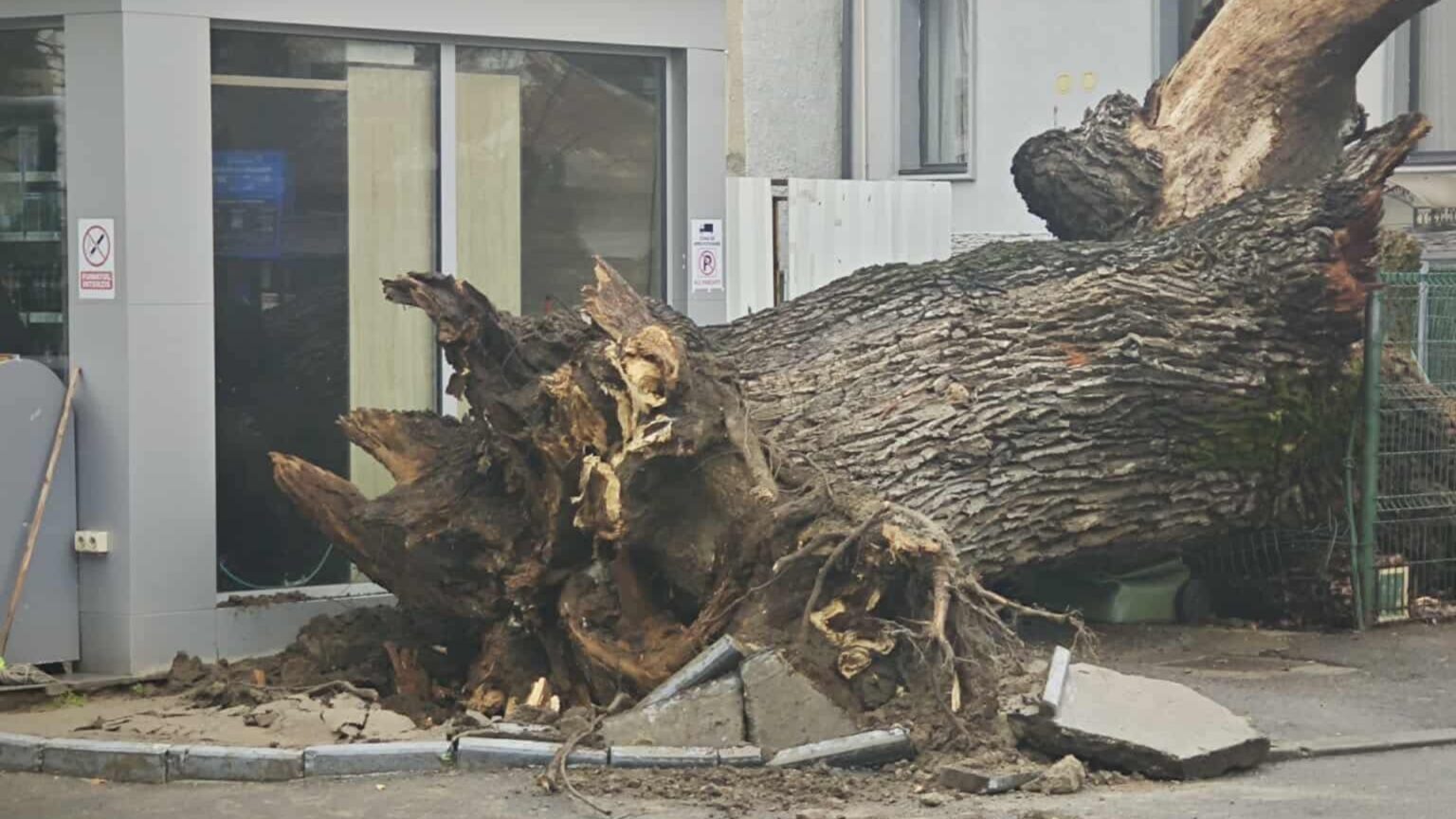 foto s a prabusit stejarul martor al codrilor vlasiei se afla la intersectia bulevardului ferdinand i cu strada horei si avea in jur de 300 de ani 695d3eb43e184